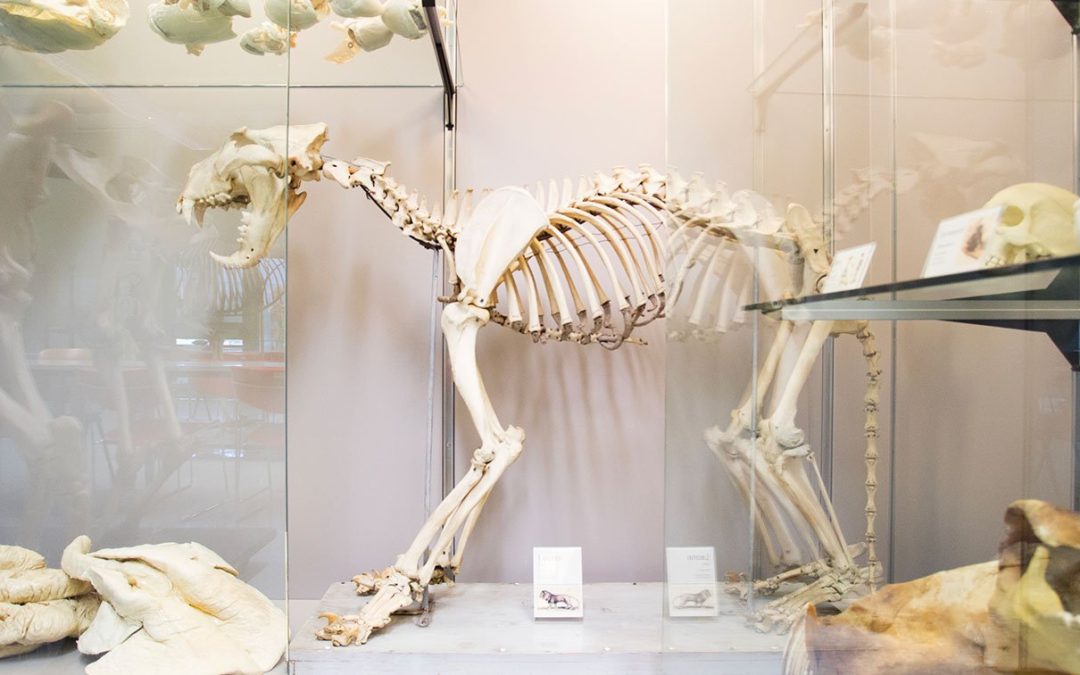 Museo di Medicina Veterinaria – Università di Padova