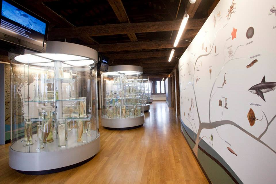 Museo di Zoologia Adriatica “Giuseppe Olivi” – Università di Padova